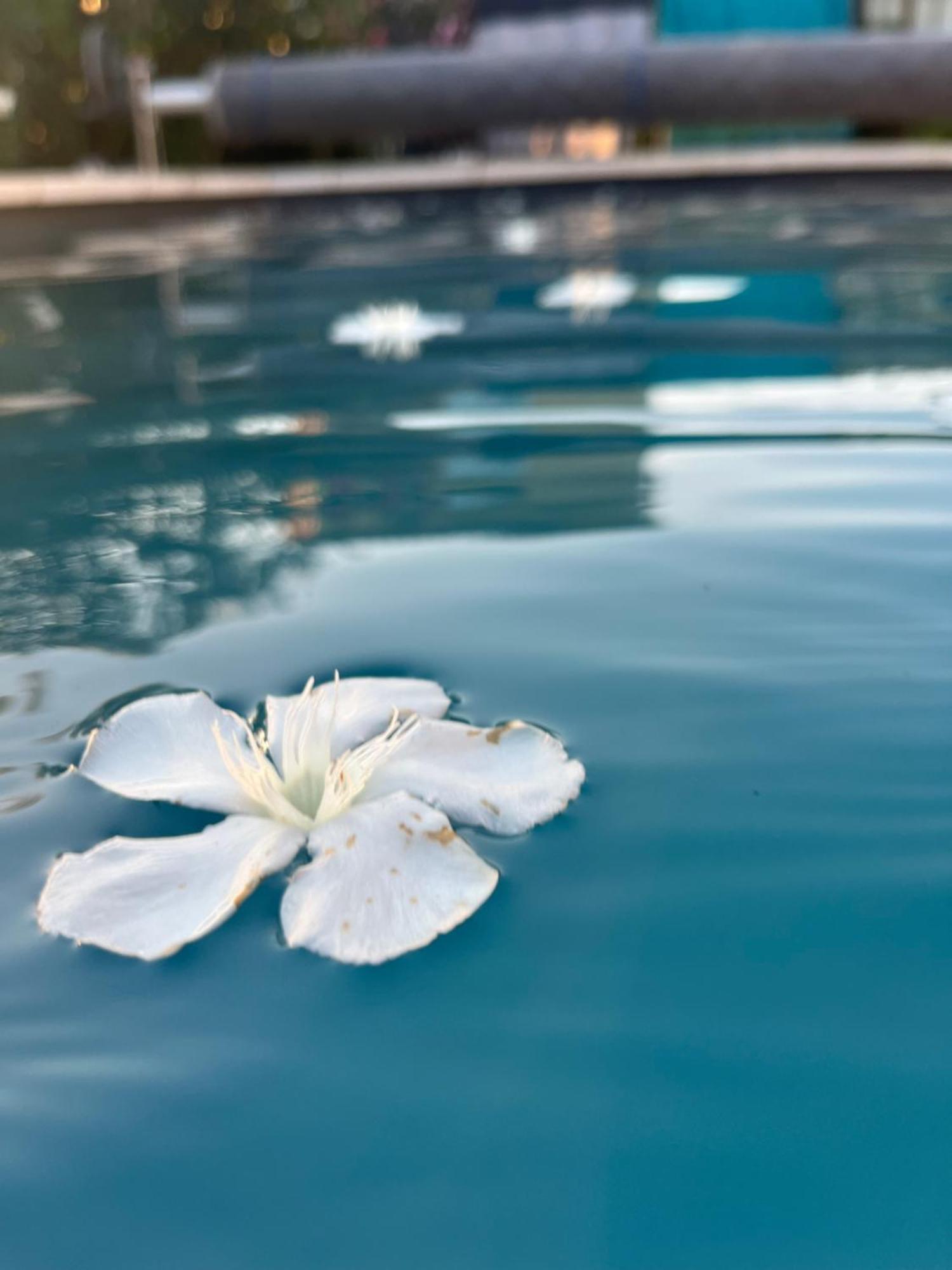 Appartamento Sasha'Blue-Terrasse Jardin-Park-Clim-Piscine LʼIsle-sur-la-Sorgue Esterno foto